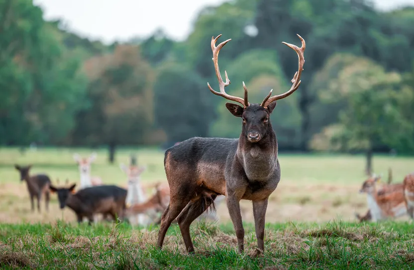Large Stag standing on grass in park with more deer behind