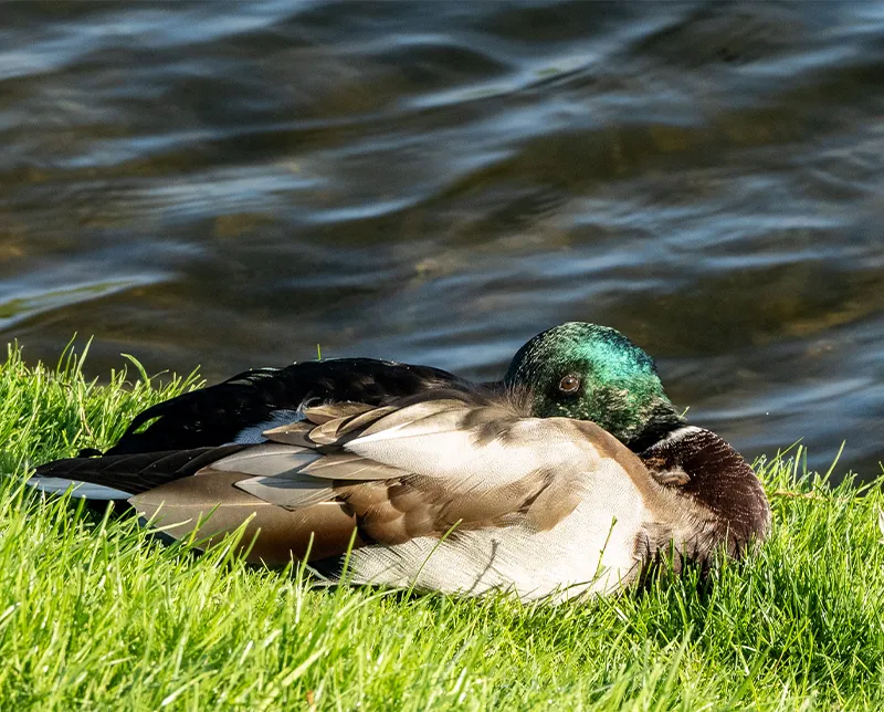 Duck in front of water
